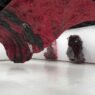 Blood, Voids, and the Sublime Anish Kapoor’s Hayward Gallery Retrospective